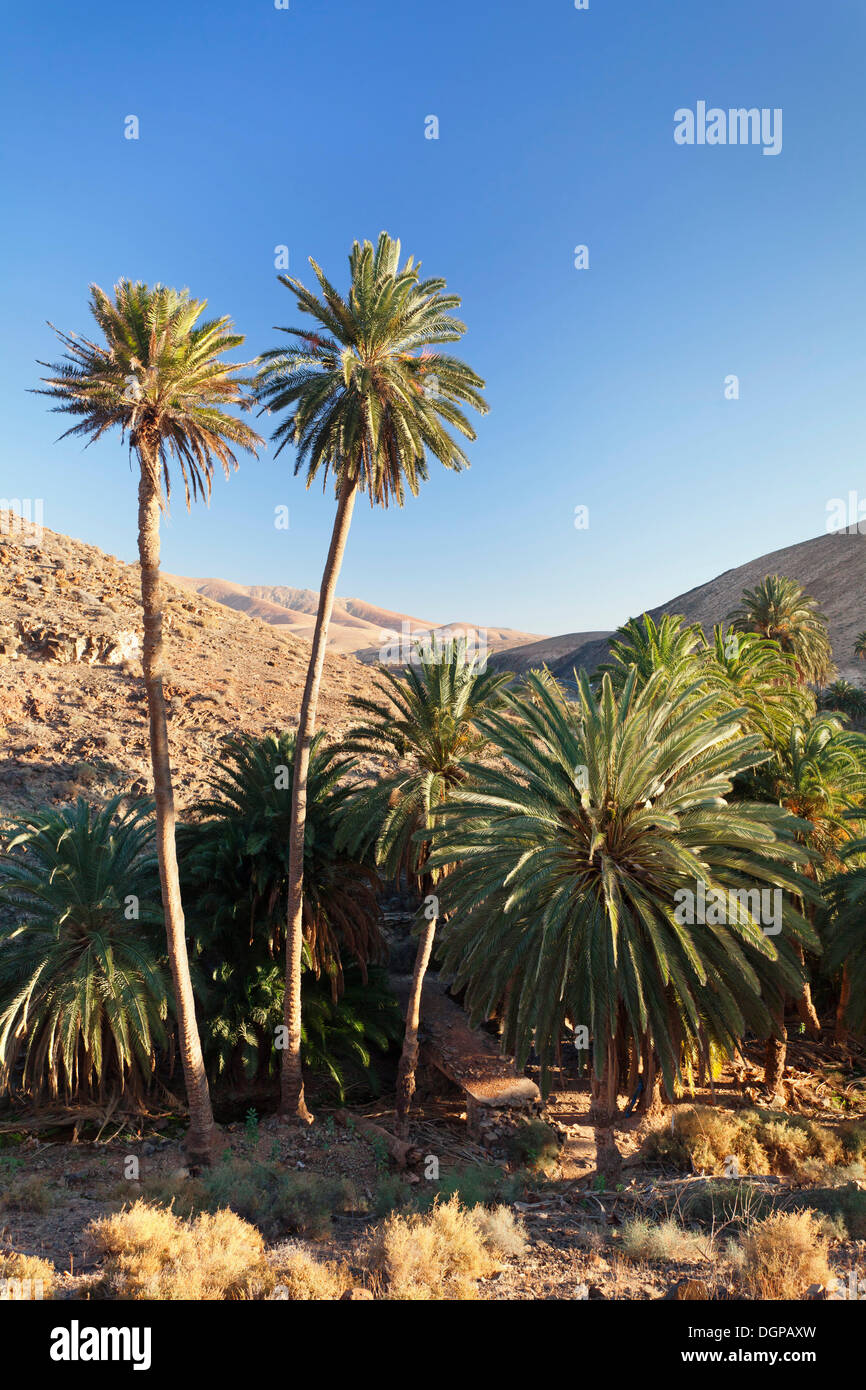 Palm Grove auf, Bäume Palmen in einer Berglandschaft, Barranco De La Madre de Agua, Bei Ajuy, Fuerteventura, Kanarische Inseln, Spanien Stockfoto