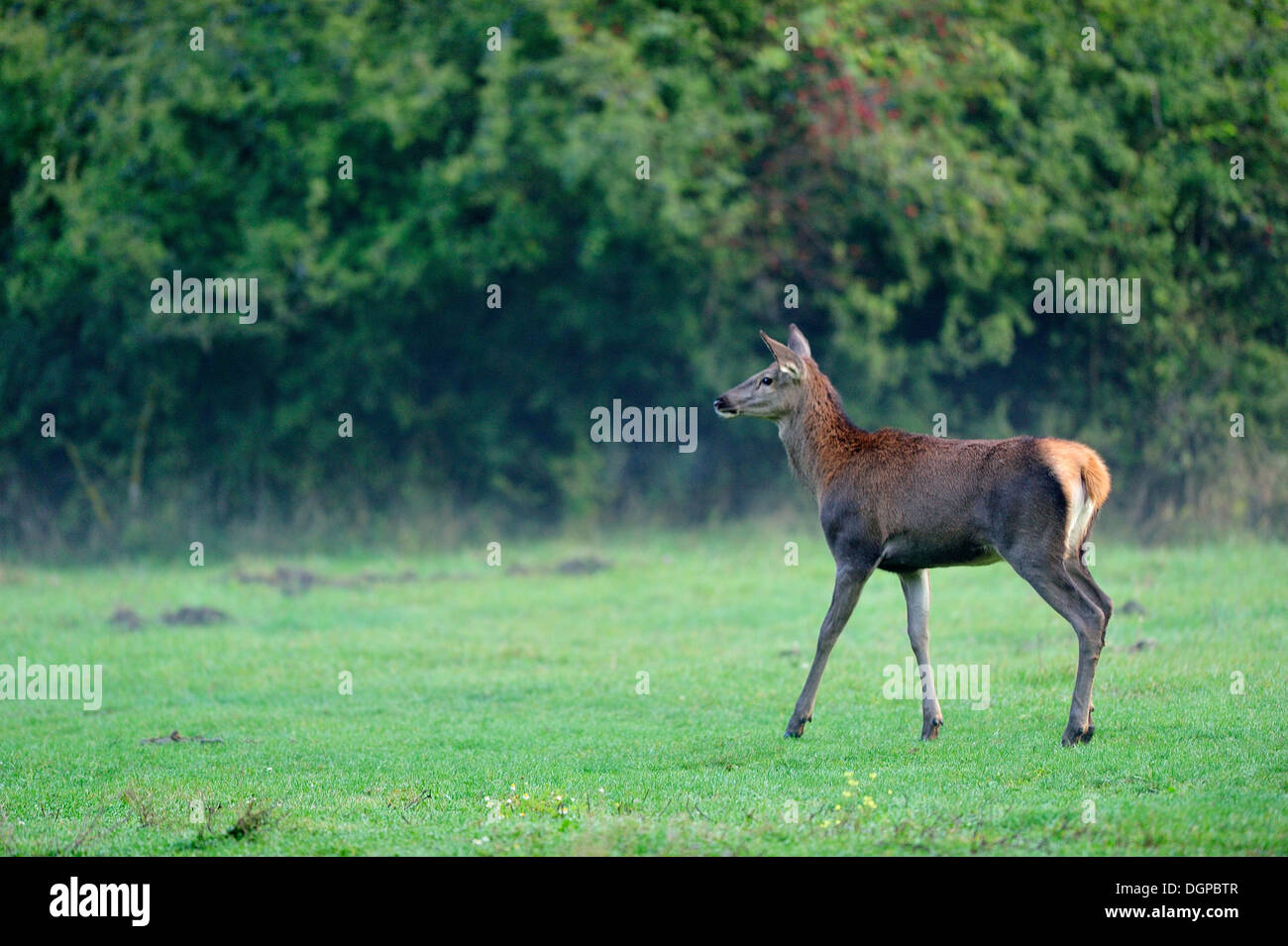 Der Rothirsch (Cervus Elaphus), Famale Cervidae, Civitella Alfedena, Nationalpark Abruzzen, Italien Stockfoto