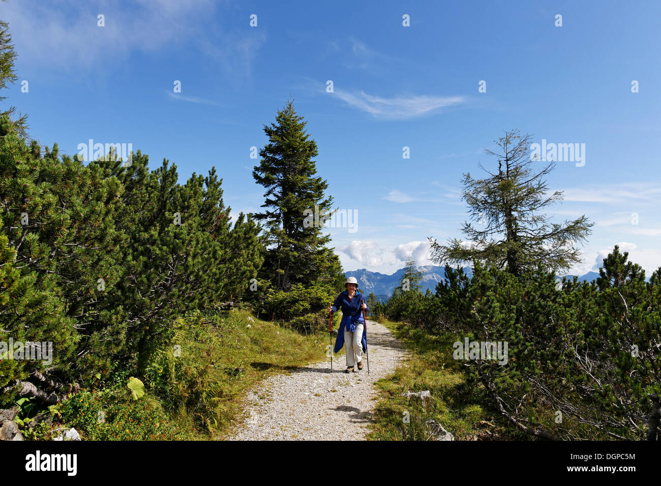 Trail durch Latschen auf Hutterer Höss Berg, Totes Gebirge Range, Pyhrn-Priel region Stockfoto