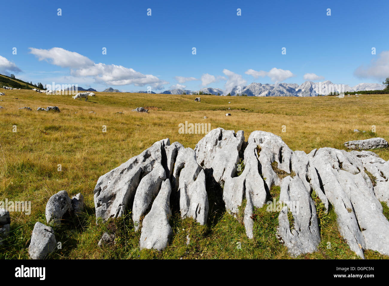 Kalkstein auf einer Weide, Hutterer Höss Berg, Totes Gebirge Bergkette, Region Pyhrn-Priel Stockfoto