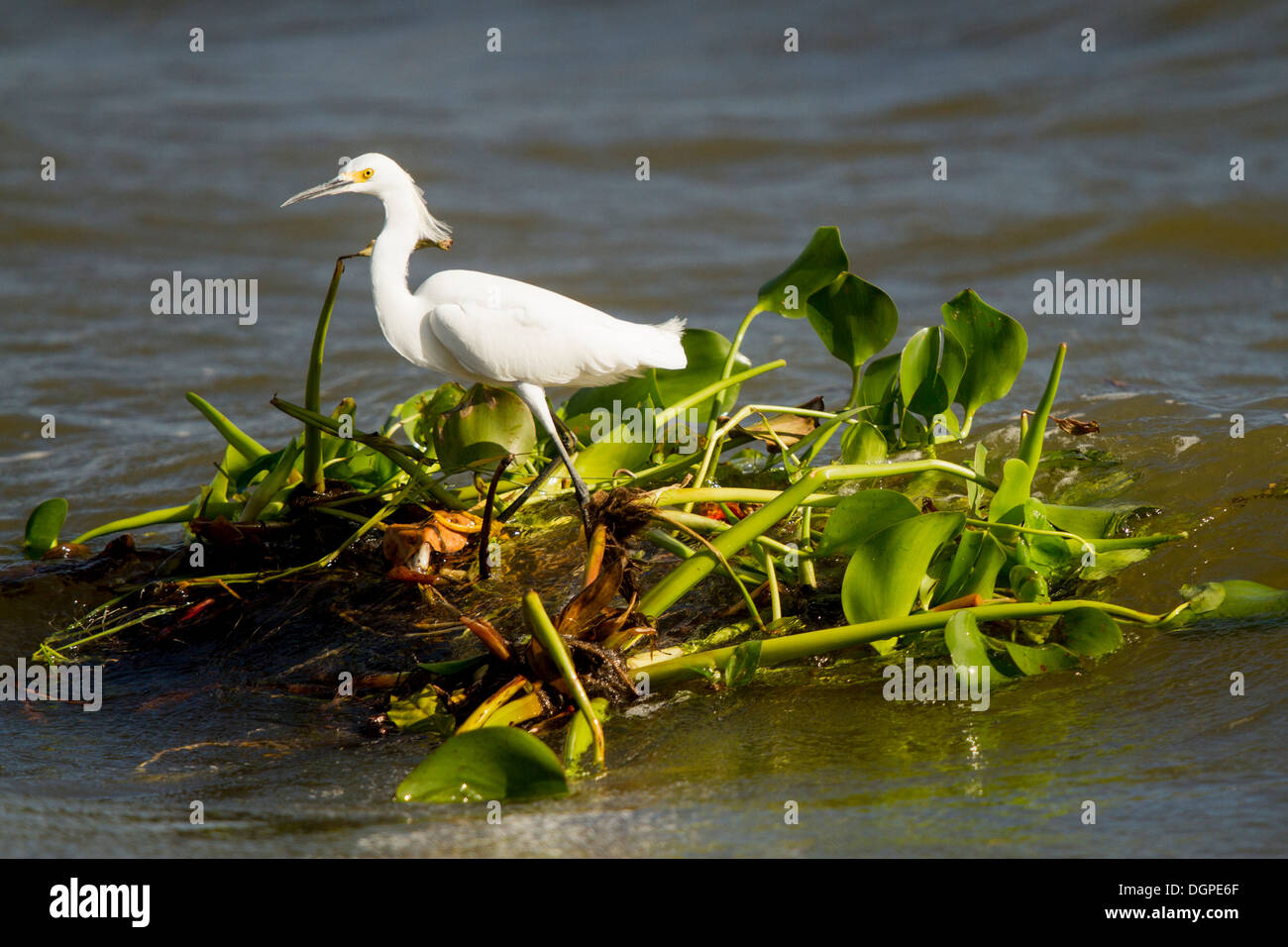 Weißer Reiher (Ardea Alba) in der Inseln von Granada, Nicaragua. Stockfoto