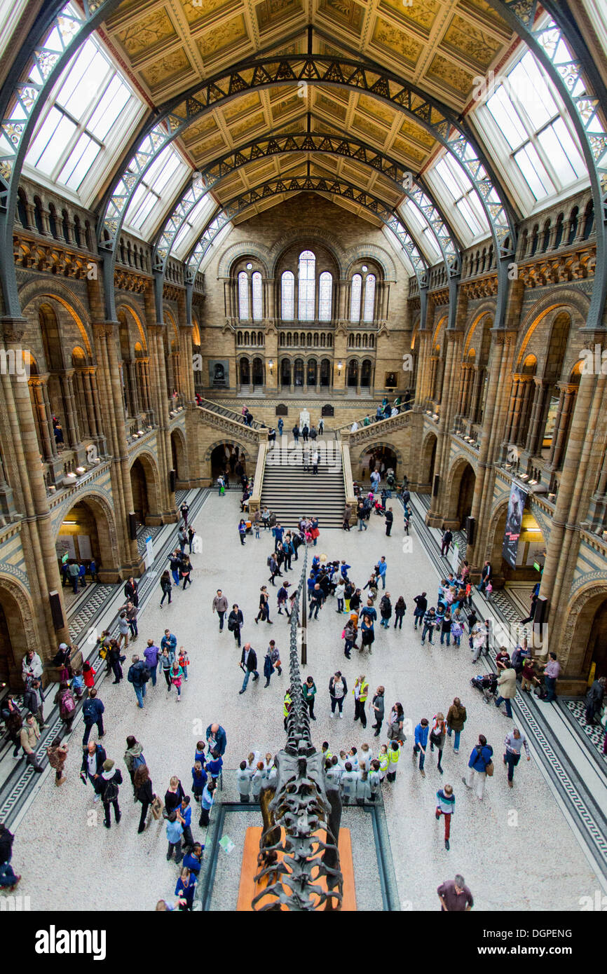 Haupthalle des Natural History Museum London Stockfoto