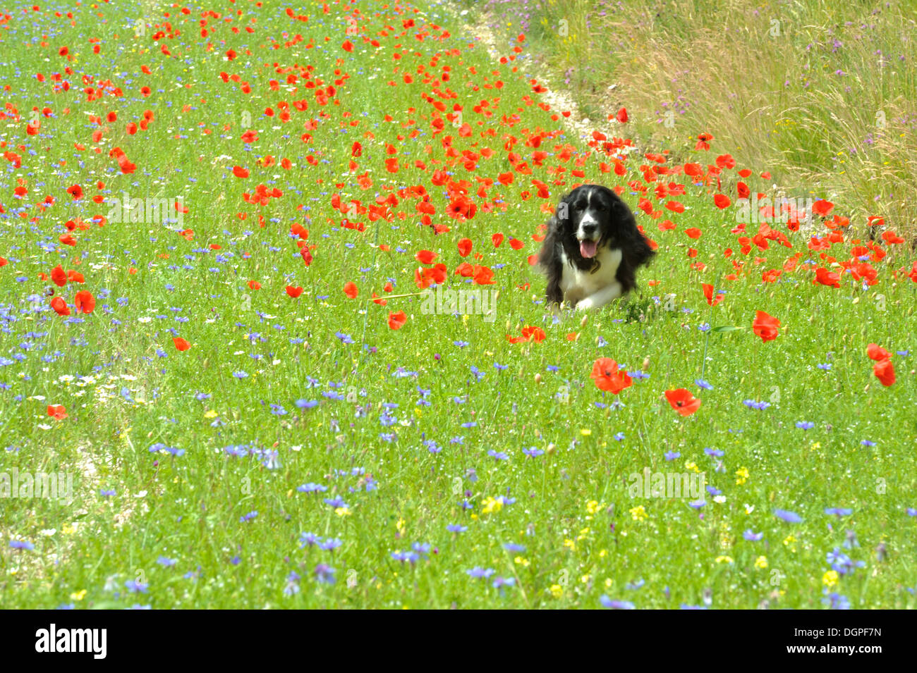 Springer Spaniel Hund in den Blüten, Canidae, Castelluccio di Norcia, Italien Stockfoto