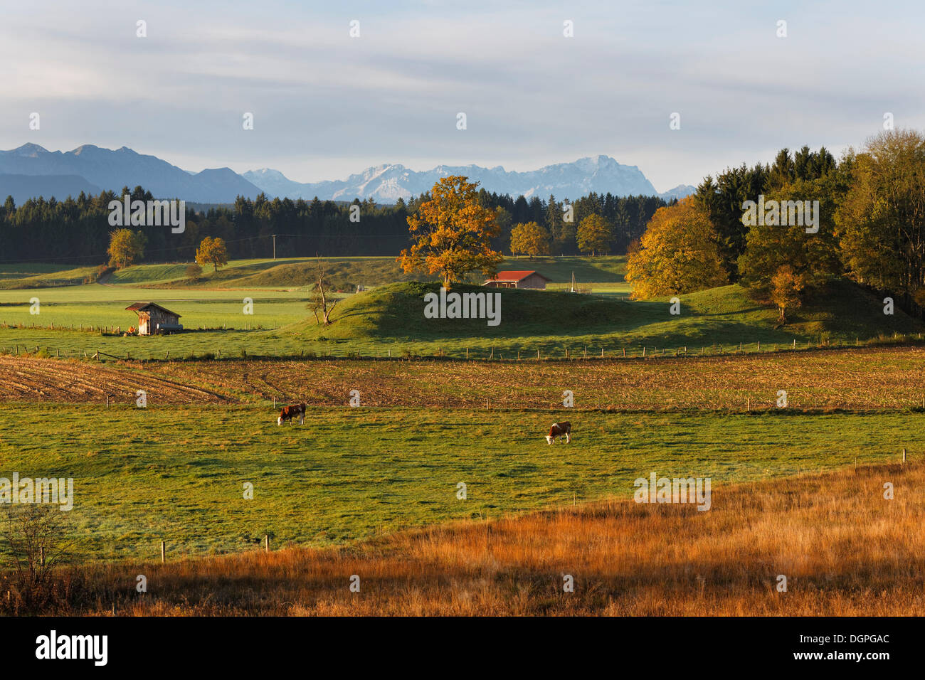 Landschaft in der Nähe der Osterseen-Seen in den frühen Morgenstunden, im Herbst, Iffeldorf, alpinen Vorland, Fuenfseenland region Stockfoto