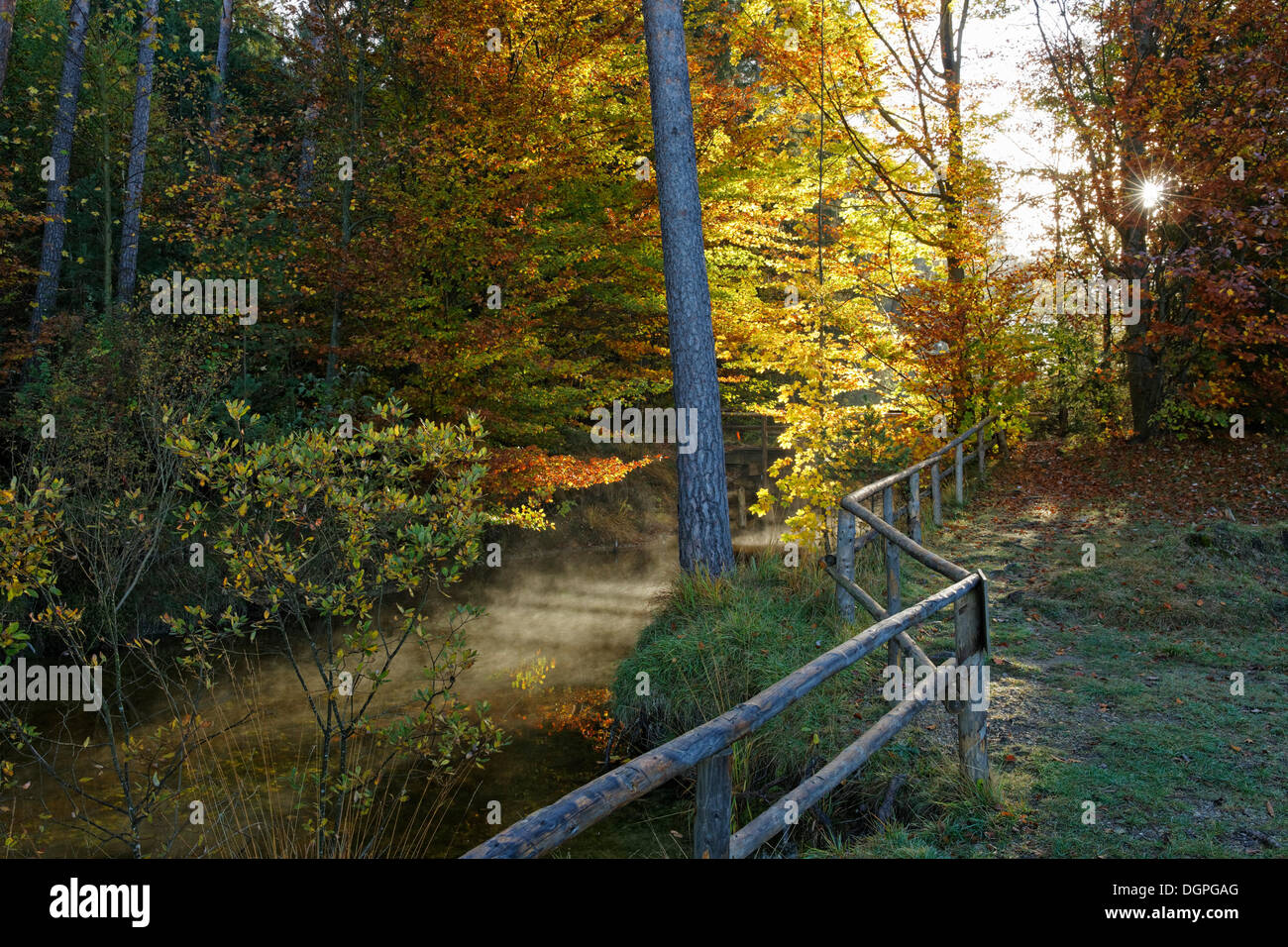 Mischwald und einen Strom im Herbst, Landschaft, in der Nähe von den Osterseen, Iffeldorf, Fuenfseenland Seen, Bayern, Oberbayern Stockfoto