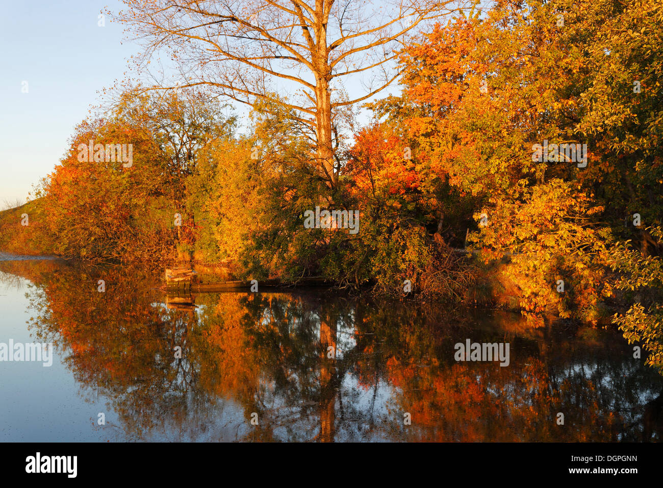 Herbstmorgen am Huttlerweiher Weiher, Rosshaupten, Ostallgaeu, Allgäu, Schwaben, Bayern Stockfoto