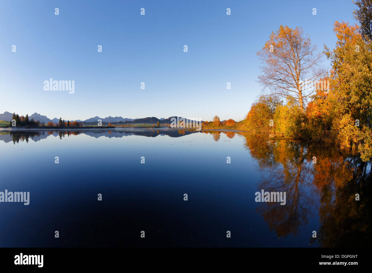 Herbstmorgen am Huttlerweiher Weiher, Rosshaupten, Ostallgaeu, Allgäu, Schwaben, Bayern Stockfoto