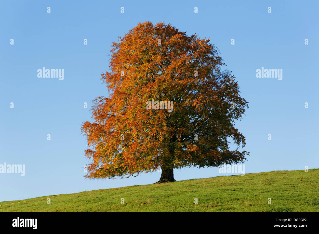 Herbstliche Buche (Fagus Sylvatica), Rieden am Forggensee, Ostallgaeu, Allgäu, Schwaben, Bayern Stockfoto