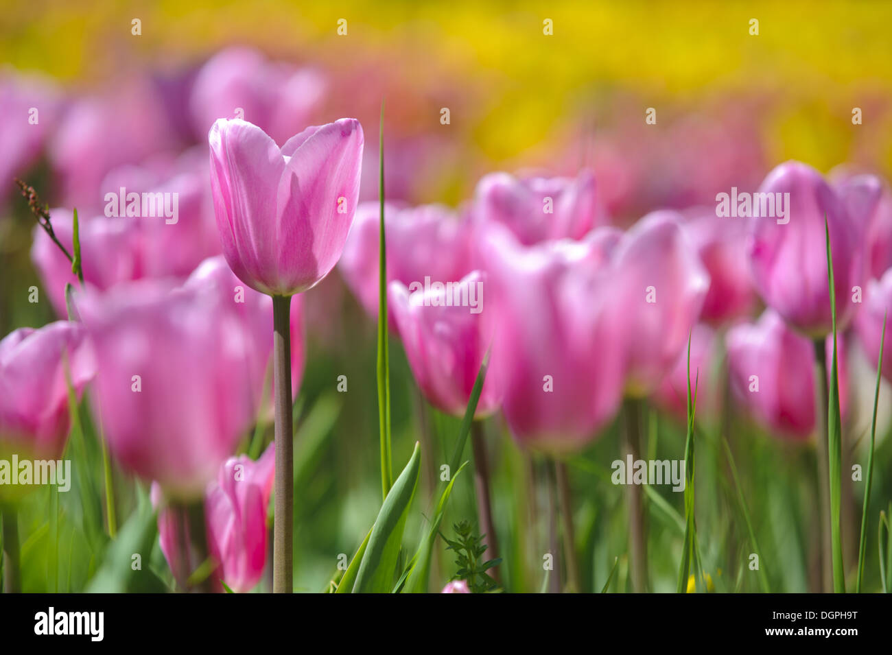 Gruppe von rosa Tulpen im Garten Stockfoto