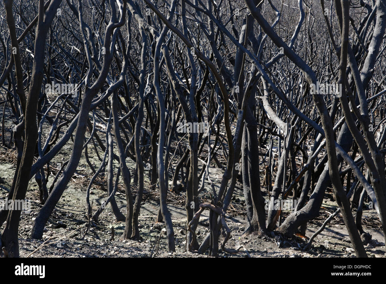 Feuer-Schaden vier Monate nach einem Waldbrand, Nationalpark Garajonay, La Gomera, Kanarische Inseln, Spanien Stockfoto
