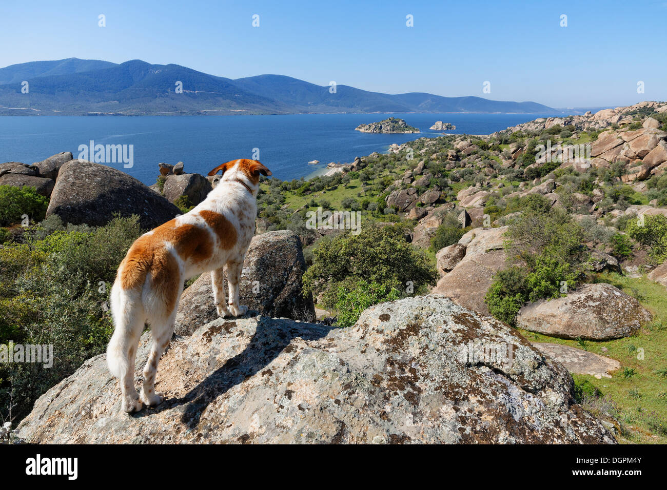 Hund steht auf einem Felsen mit Blick auf den See Bafa See Bafa, Muğla Provinz, Ikizce Insel, Ägäis, Türkei Stockfoto