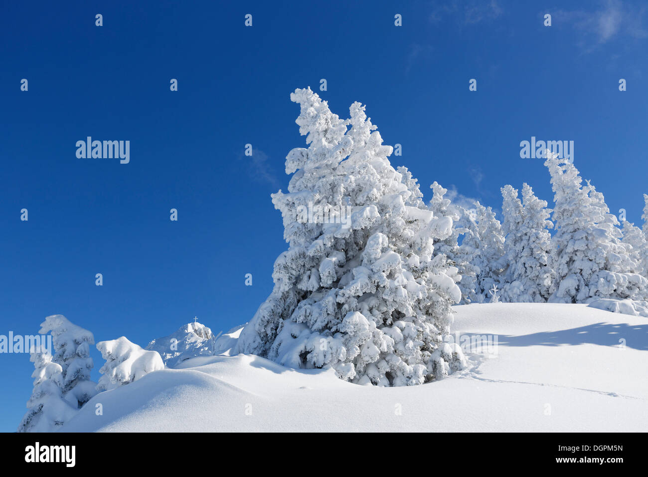 Verschneite Fichte (Picea) Bäume, Tegelberg, Ammergauer Alpen, Schwangau, Ostallgäu, Allgäu, Schwaben, Bayern, Deutschland Stockfoto