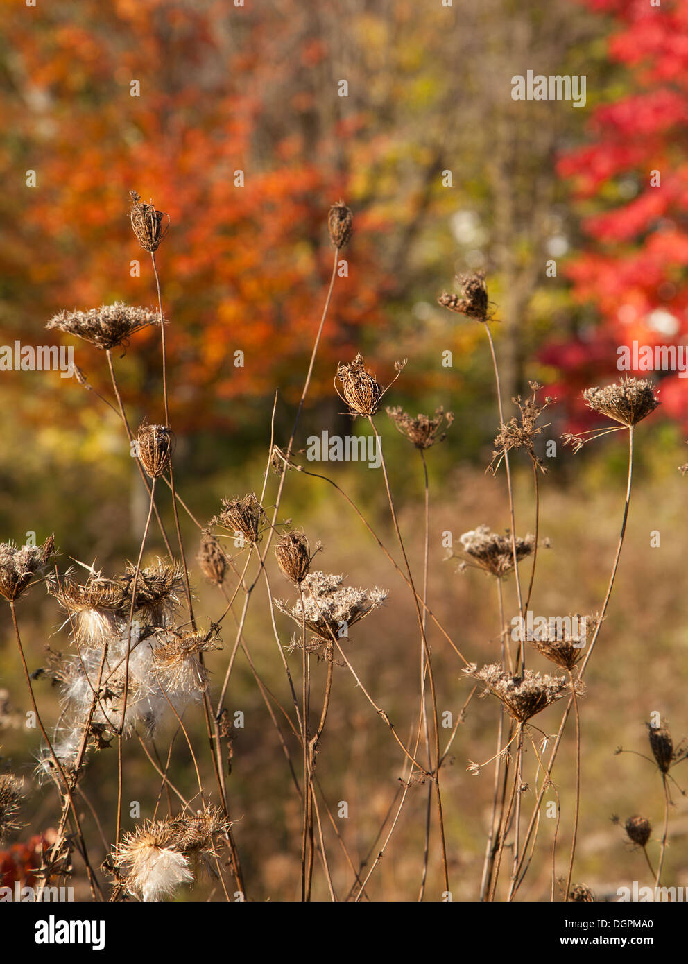 Schöne Herbst Hintergrund Stockfoto
