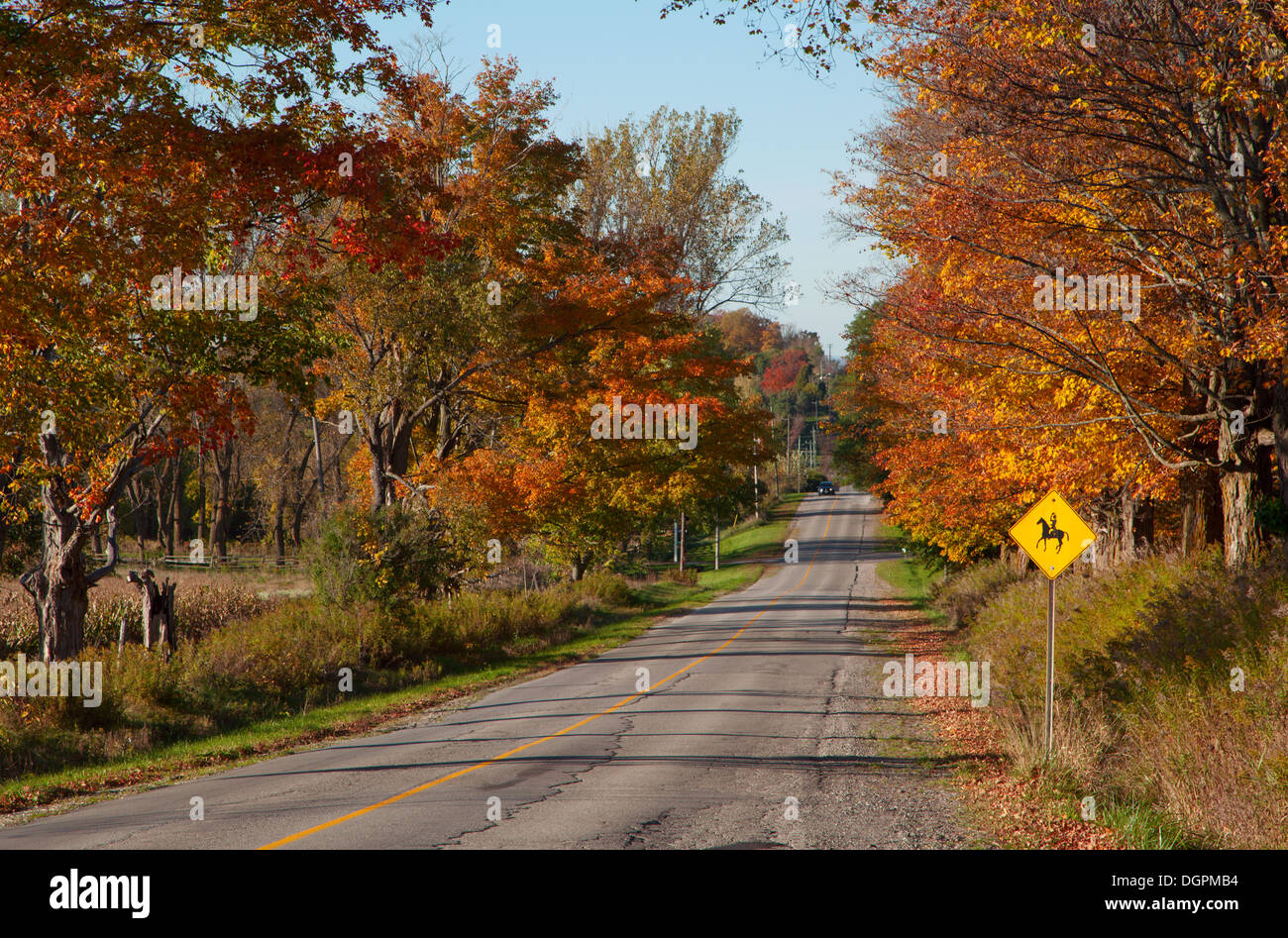 Asphaltierte Straße mitten in einem Wald im Herbst Stockfoto
