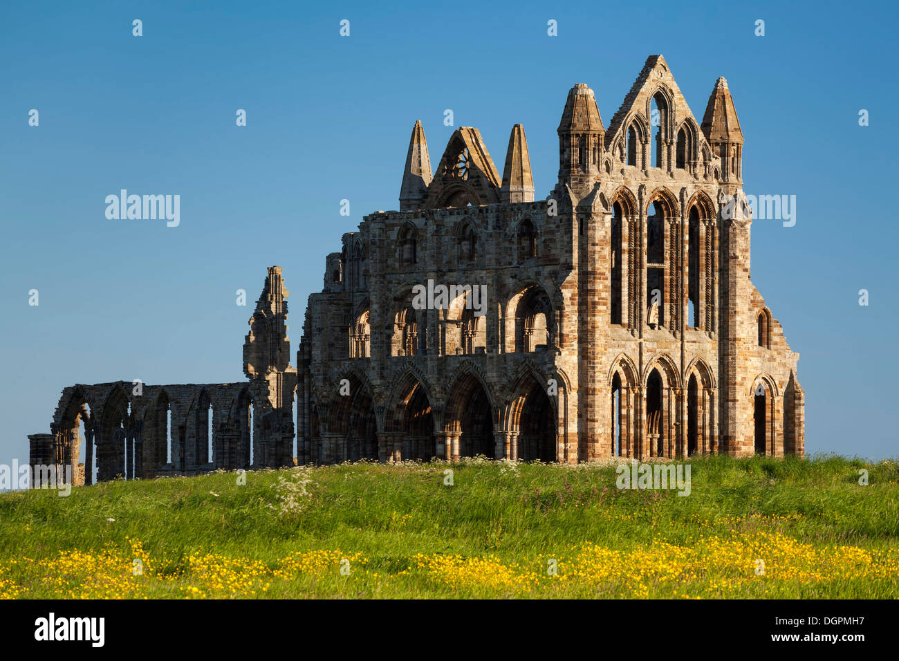 Bereich der Butterblumen vor Whitby Abbey, North Yorkshire. Stockfoto