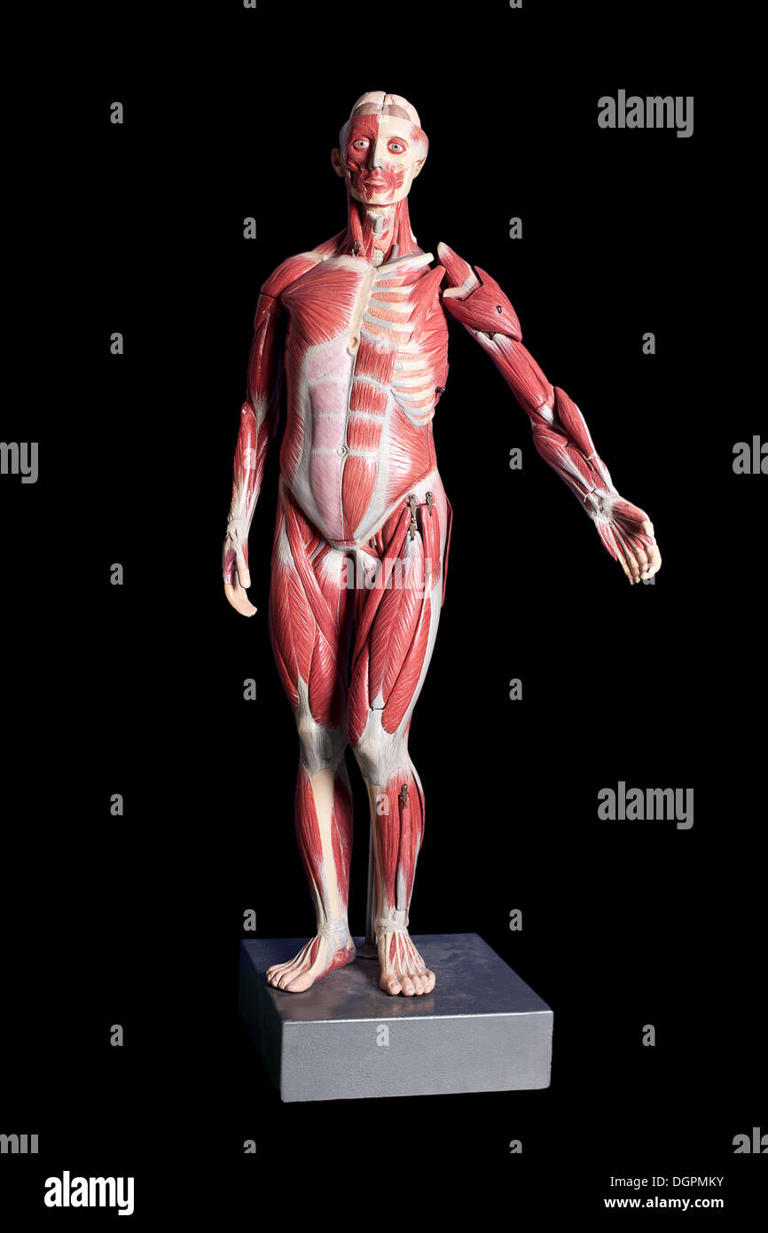 Anatomisches Modell, menschliche Muskeln Stockfoto