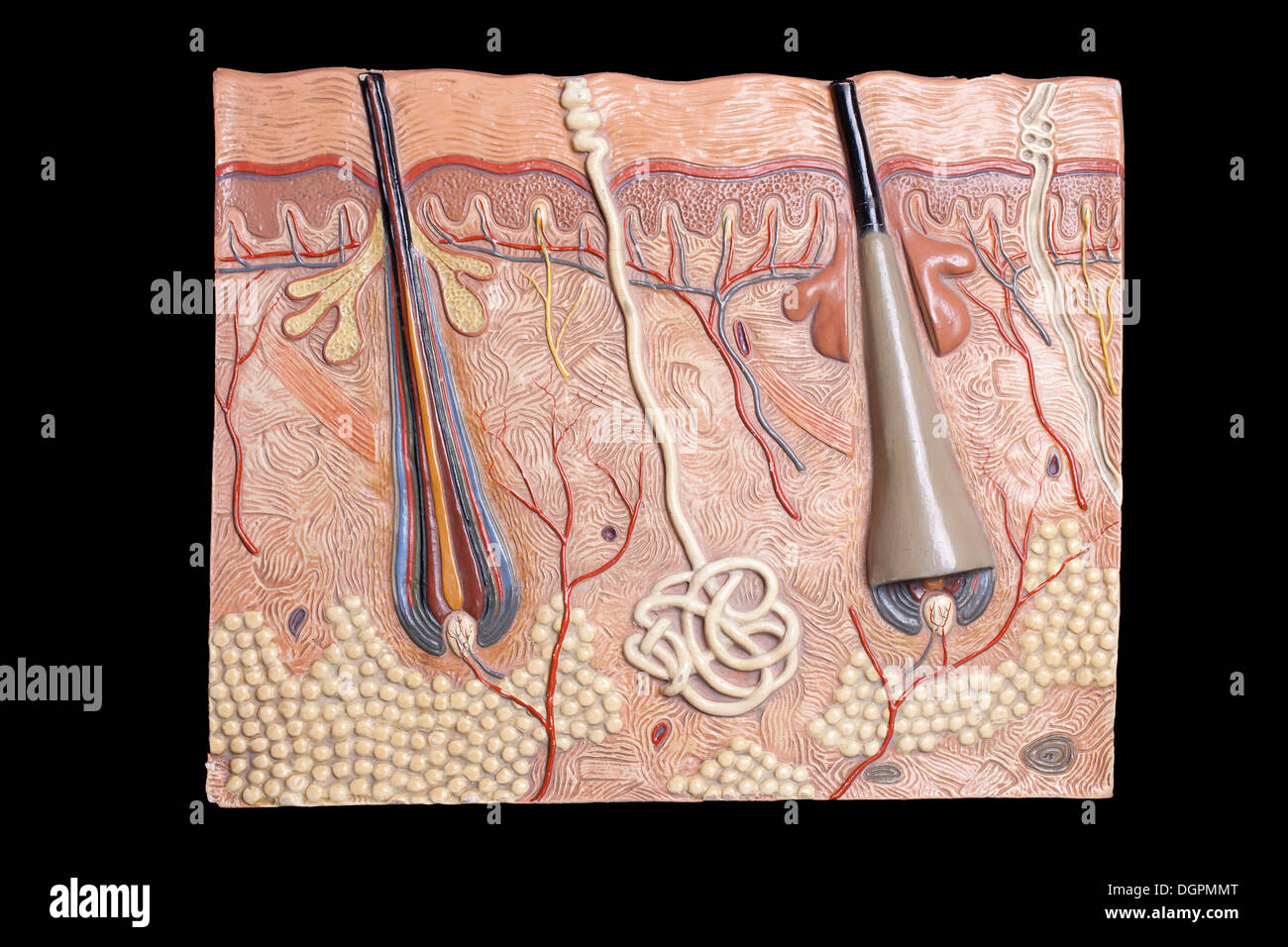 Anatomisches Modell der menschlichen Haut Stockfoto