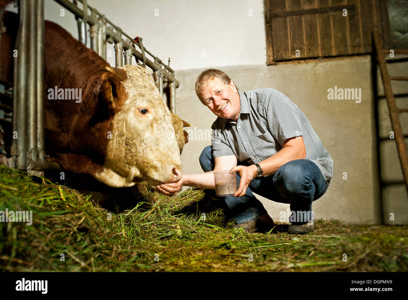 Landwirt Fütterung einen Stier Stockfoto
