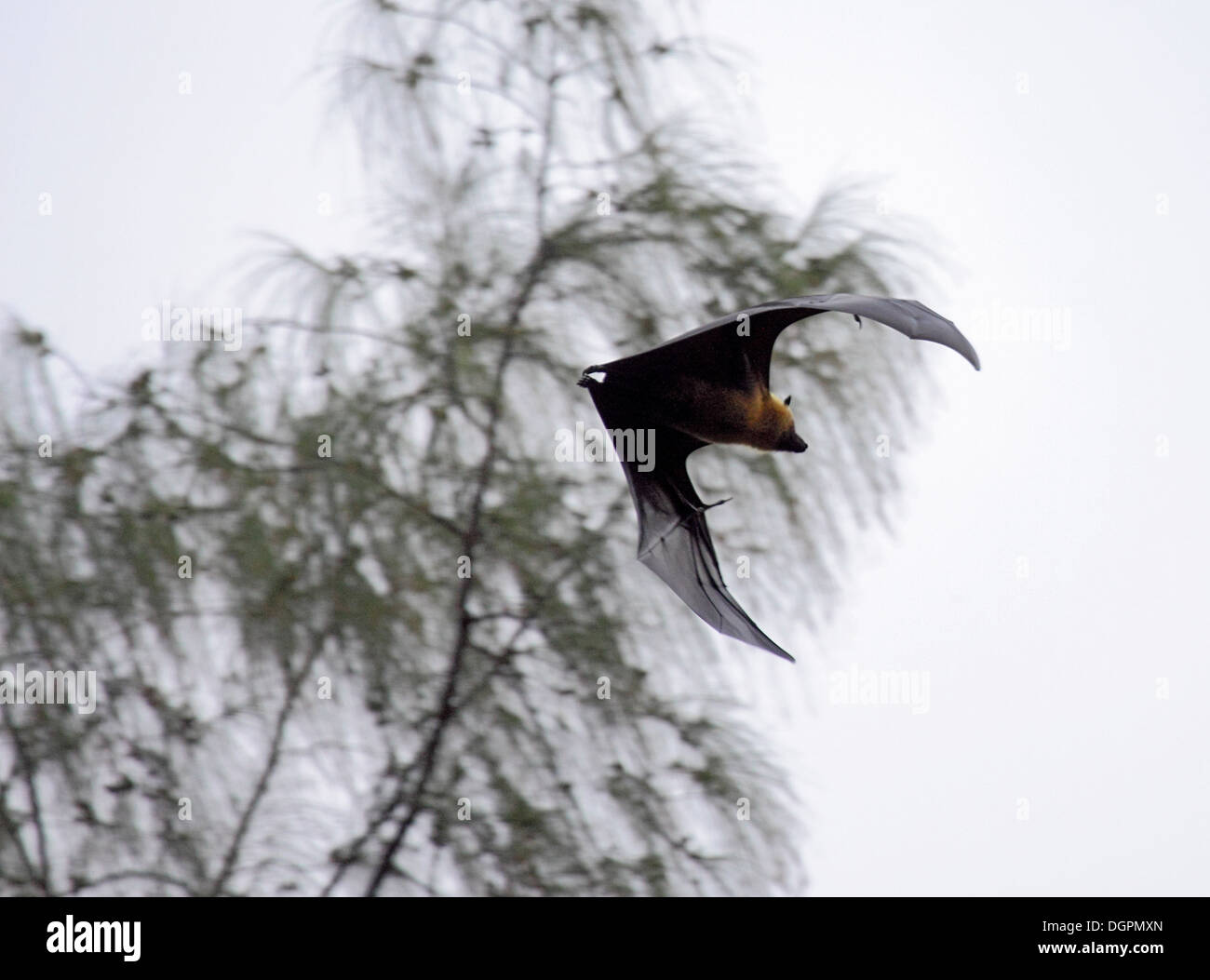 Seychellen-Flughund oder Flying Fox im Flug Stockfoto