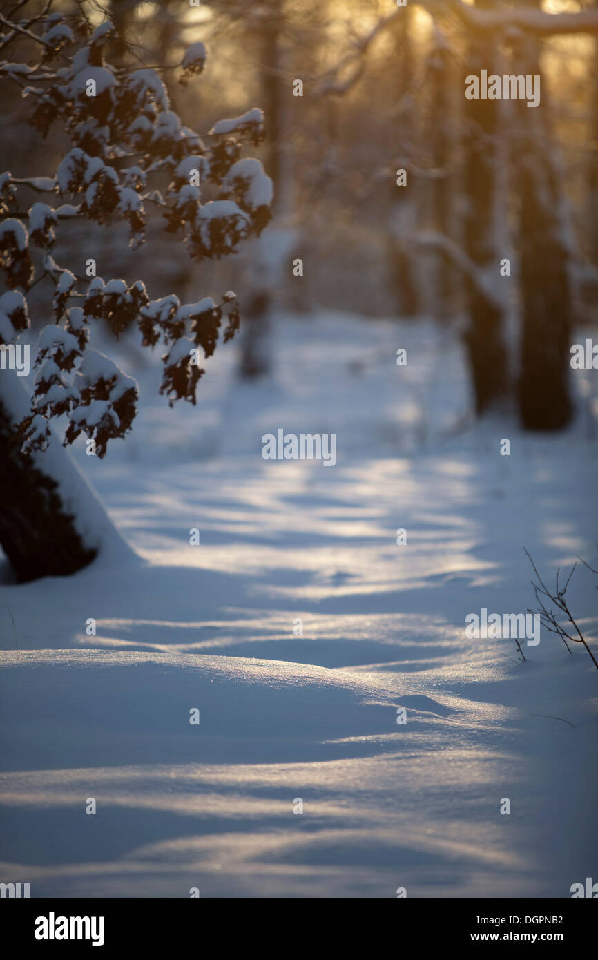 Winter-Impression, Doeberitz Heath, Havelland, Brandenburg Stockfoto