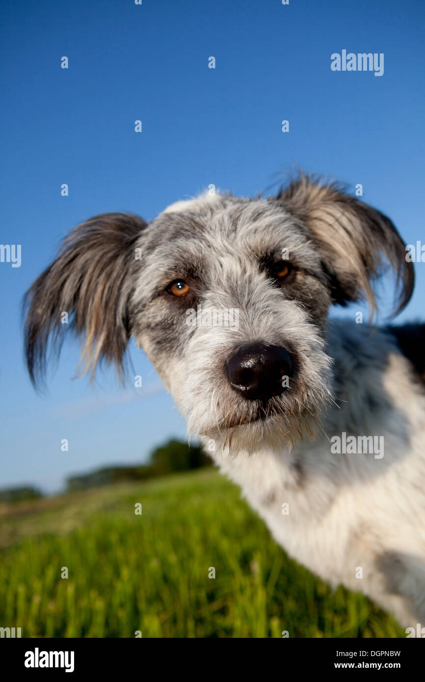 Mischlingshund Briard auf einer Wiese vor blauem Himmel, Porträt Stockfoto