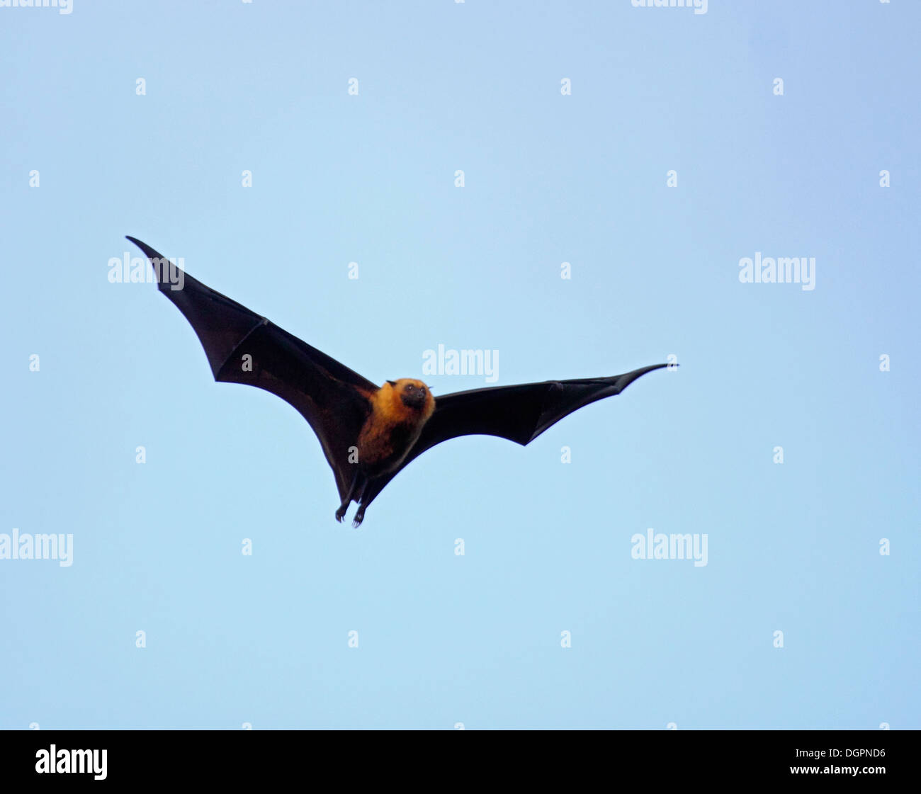 Seychellen-Flughund oder Flying Fox auf dem Flügel Stockfoto