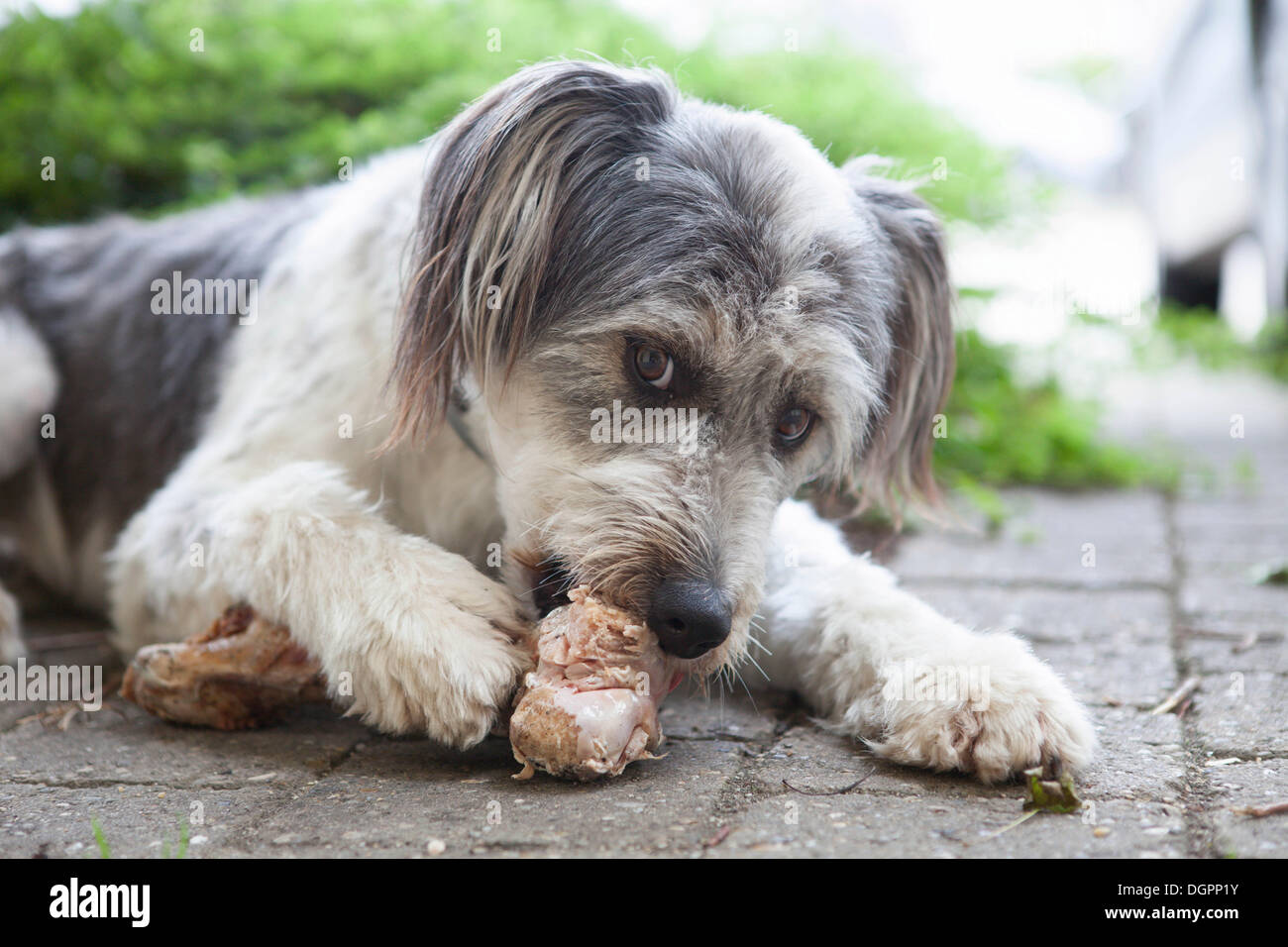 Hund an einem Knochen nagen Stockfoto