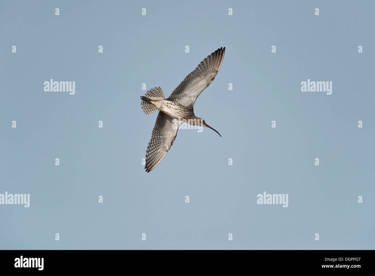 Brachvogel (Numenius Arquata) im Flug, Texel, Niederlande, Europa Stockfoto