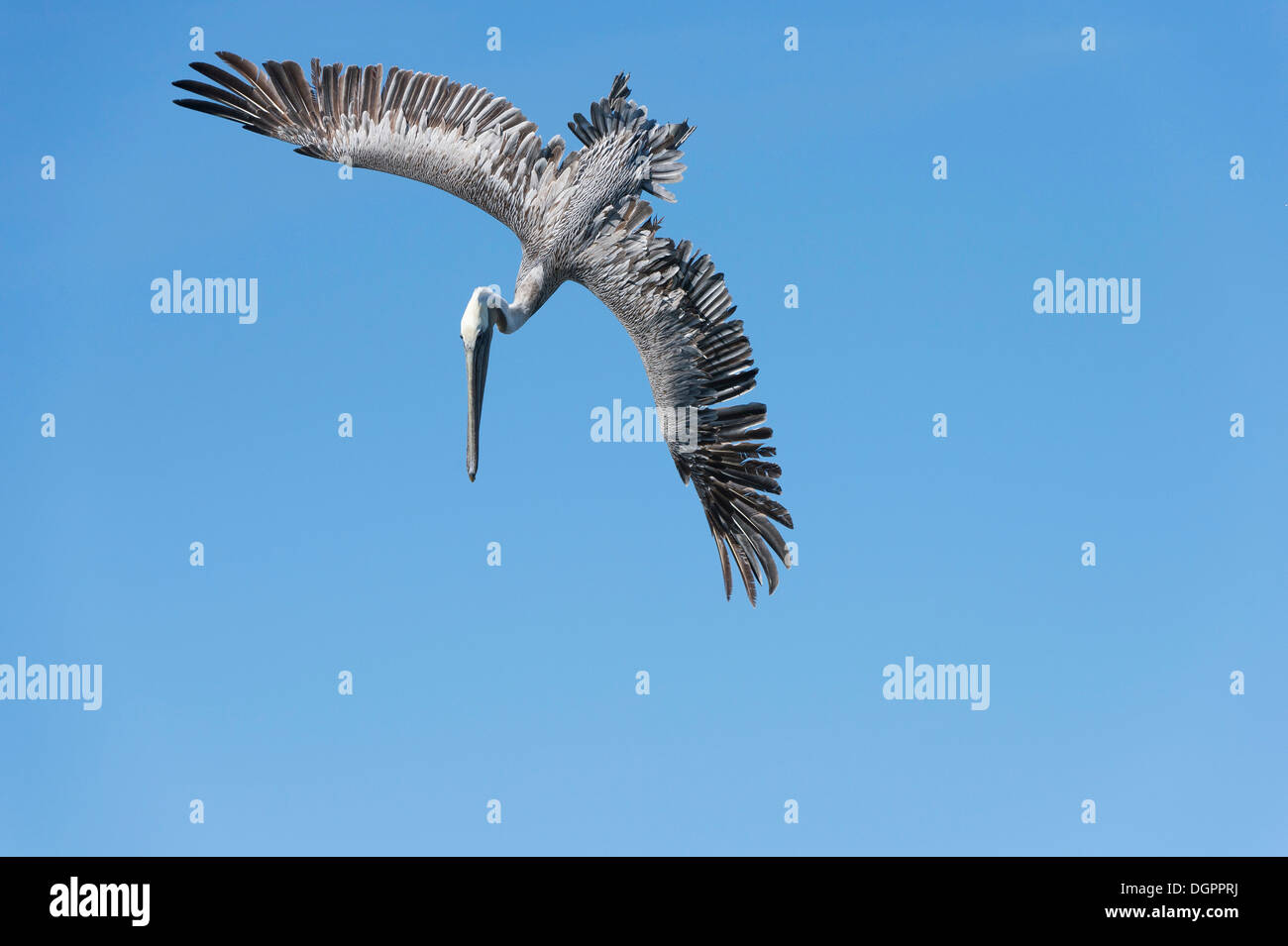 Brauner Pelikan (Pelecanus Occidentalis) im Flug, Hafen, Monterey, California, United States Stockfoto
