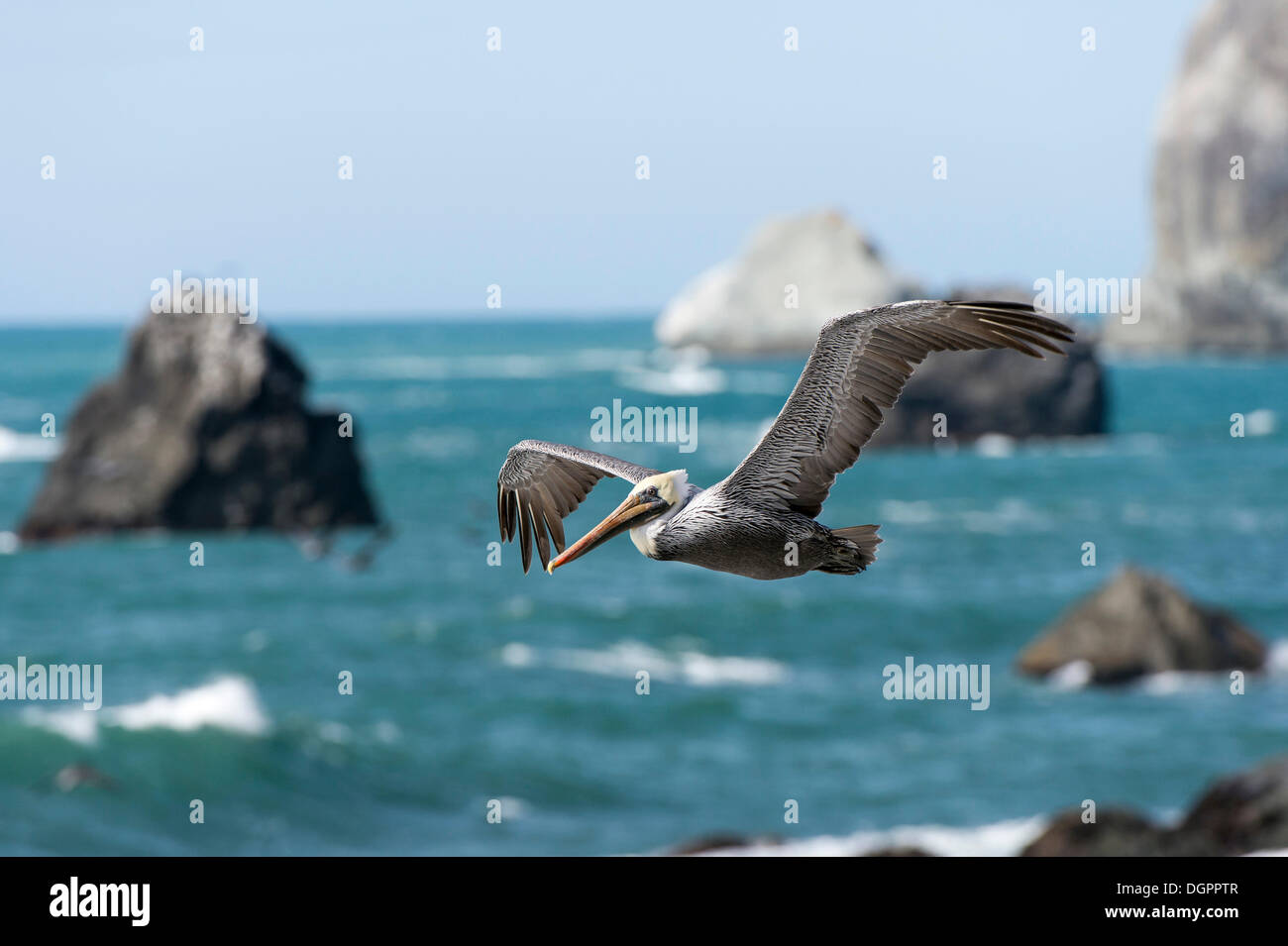 Brauner Pelikan (Pelecanus Occidentalis) im Flug, Crescent CitY, Kalifornien, Vereinigte Staaten von Amerika Stockfoto