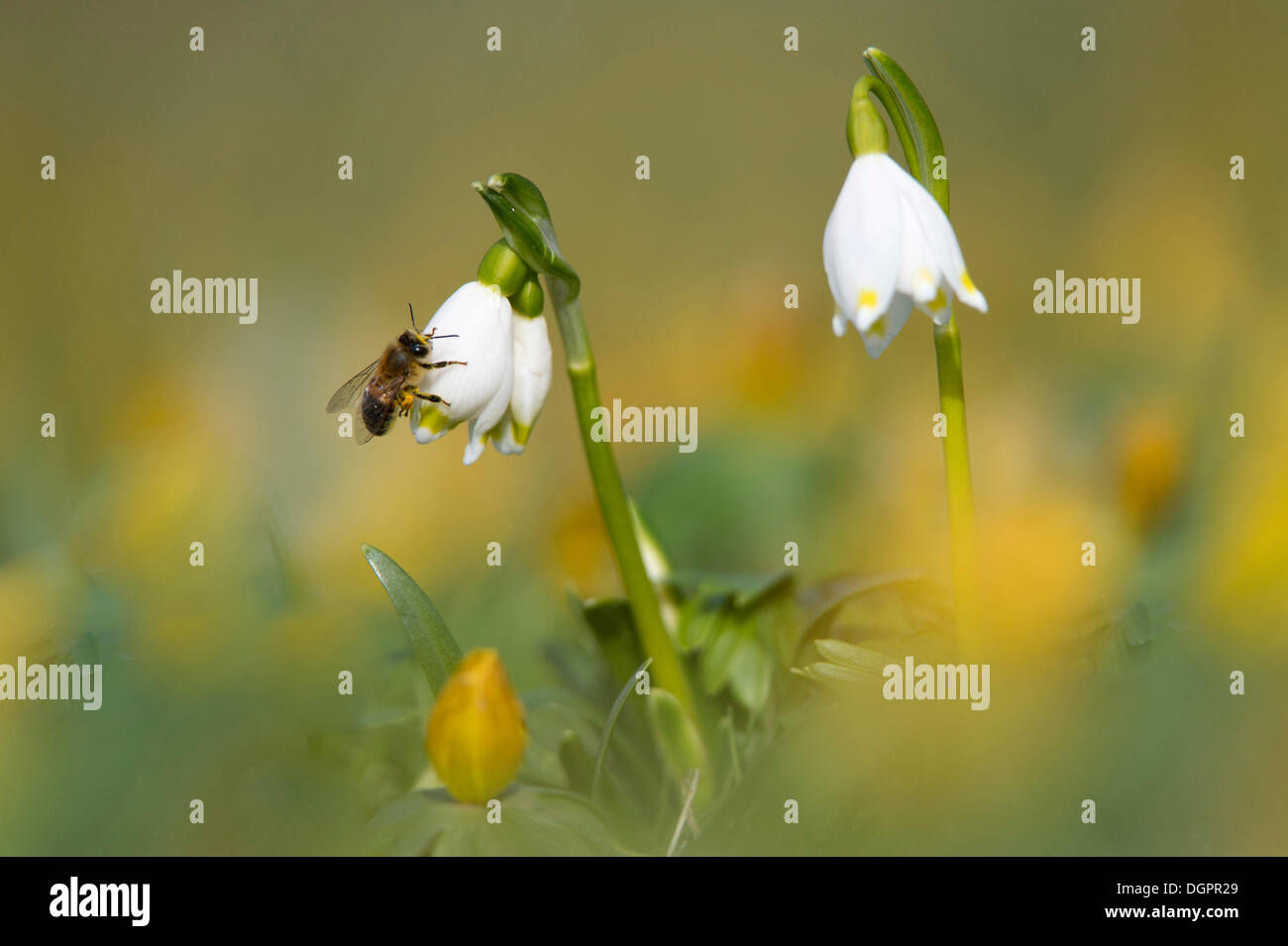 Frühling Schneeflocke, Sommer Schneeflocke oder Loddon Lily (Leucojum Vernum) Stockfoto