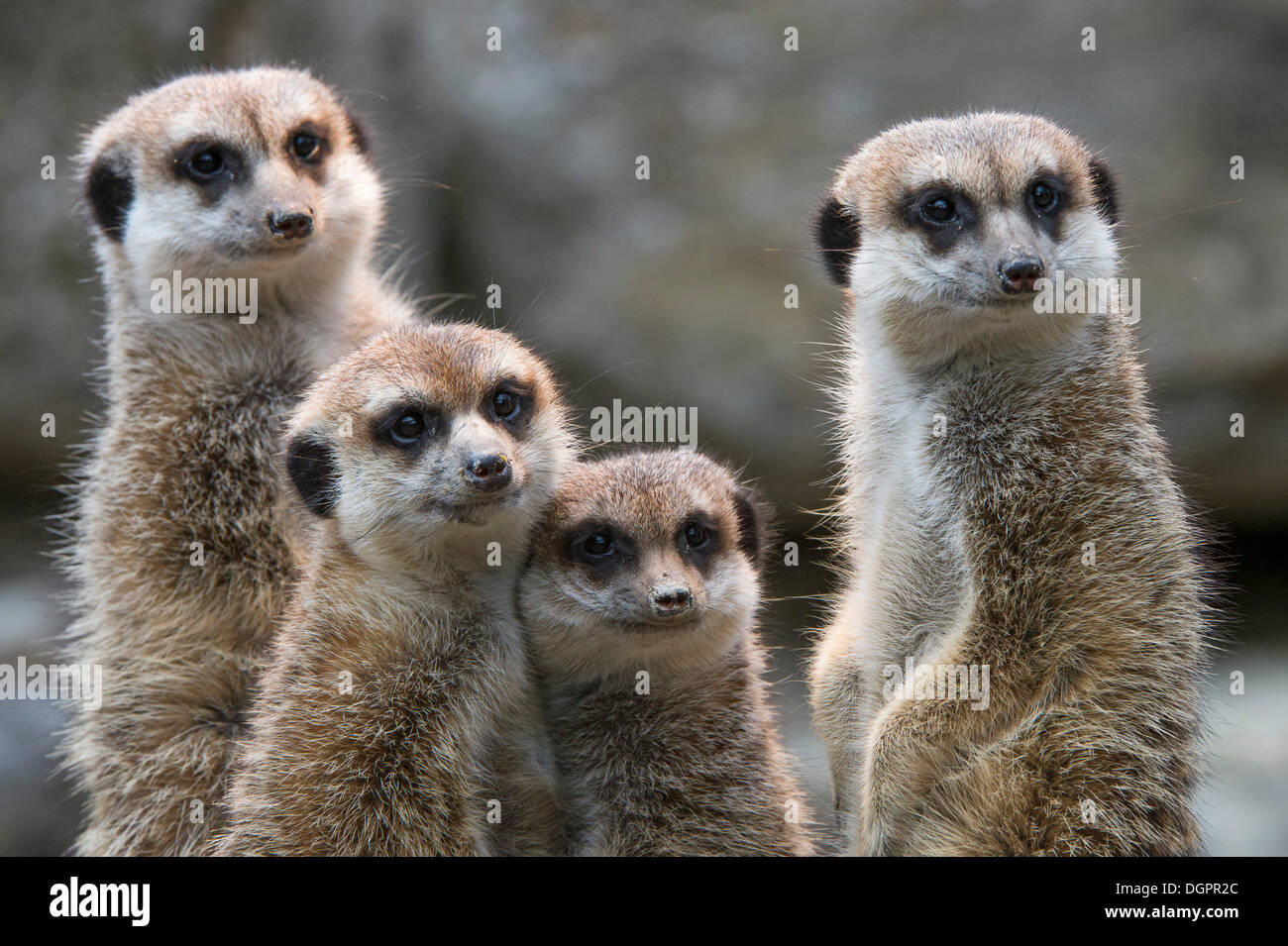 Erdmännchen (Suricata Suricatta), Pöbel, Bande oder Clan der Erdmännchen, Gefangenschaft, Opel-Zoo, Kronberg, Hessen, Deutschland Stockfoto Erdmännchen (Suricata Suricatta), Pöbel, Bande oder Clan der Erdmännchen, Gefangenschaft, Opel-Zoo, Kronberg, Hessen, Deutschland Stockfoto