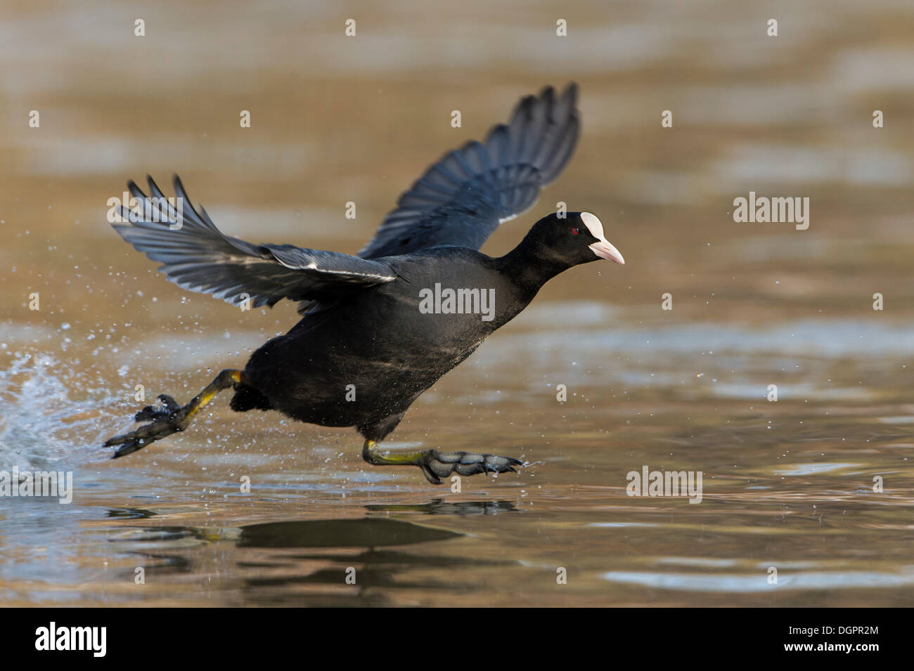 Blässhuhn (Fulica Atra) im Flug, Melsungen, Hessen, Deutschland Stockfoto