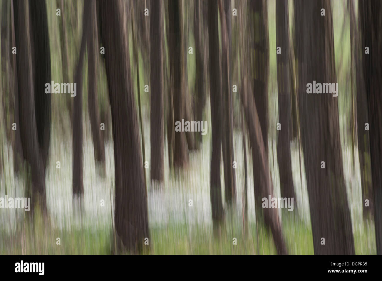 Wald im Frühjahr mit Holz Anemonen (Anemone Nemorosa), Nationalpark Sächsische Schweiz, Elbsandsteingebirge Stockfoto