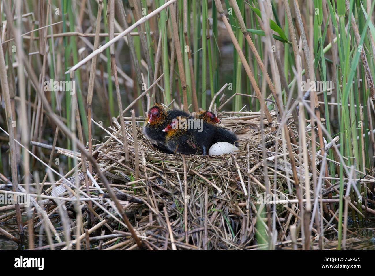 Blässhuhn (Fulica Atra), Jungvögel, in Gefangenschaft, West Coast Park, Sankt Peter-Ording, Eiderstedt, Nordfriesland, Schleswig-Holstein Stockfoto