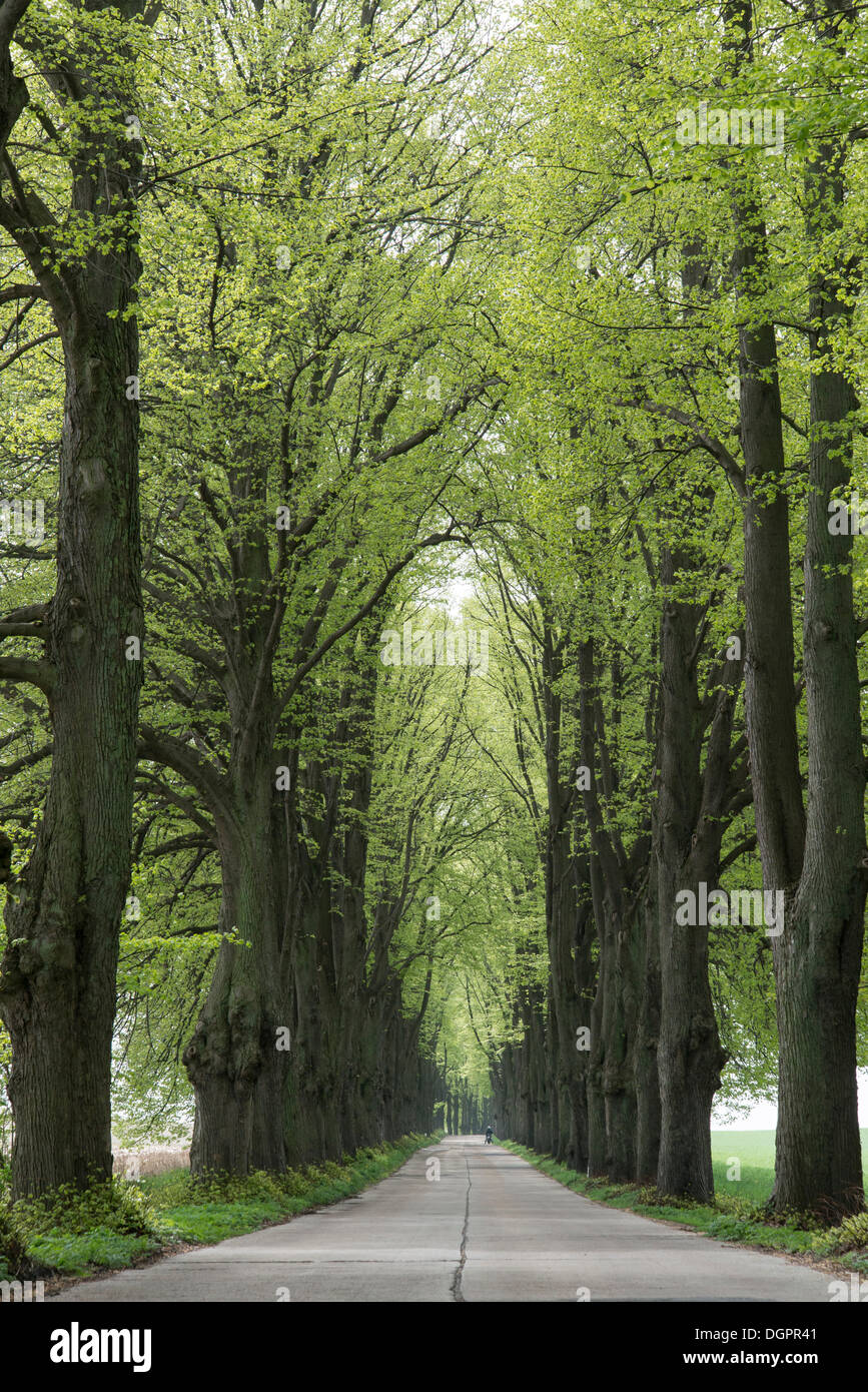 Allee mit Linden, Krummin, Usedom, Mecklenburg-Western Pomerania, Deutschland Stockfoto