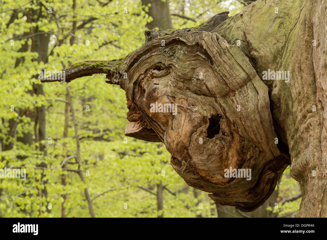 Gesicht-wie Ausdruck in das Wachstum eines Baumes, Urwaldrelikt Sababurg Reinhardswald, Hofgeismar, Hessen, Deutschland Stockfoto