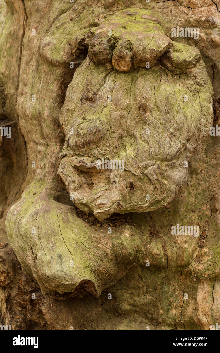 Gesicht-wie Ausdruck in das Wachstum eines Baumes, Urwaldrelikt Sababurg Reinhardswald, Hofgeismar, Hessen, Deutschland Stockfoto
