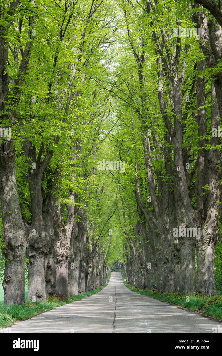 Allee mit Linden, Krummin, Usedom, Mecklenburg-Western Pomerania, Deutschland Stockfoto