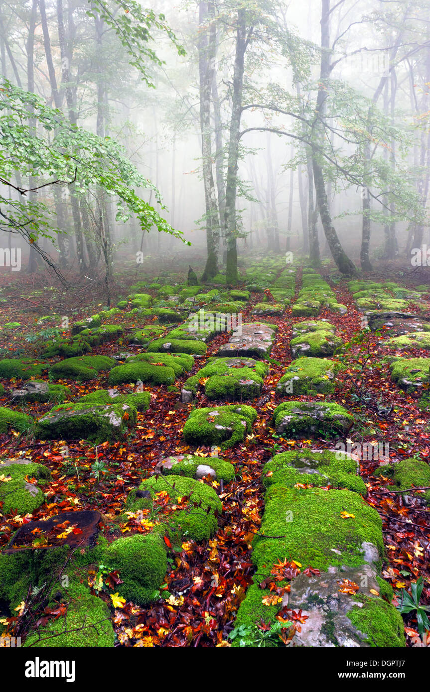 Sedimentgesteine im nebligen Wald Stockfoto