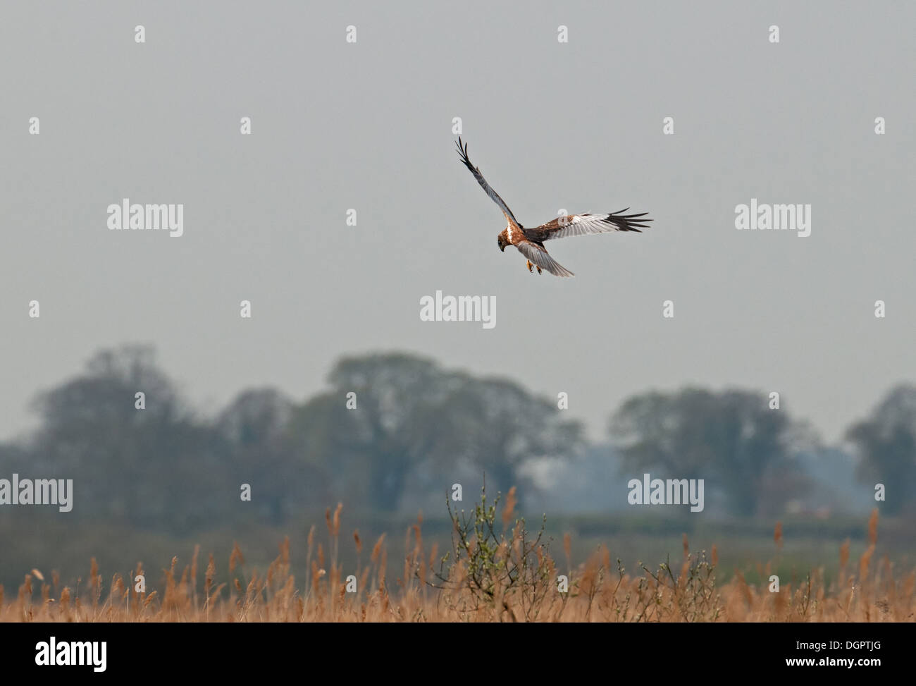 Marsh Harrier - Circus Aeruginosus im Flug. UK Stockfoto