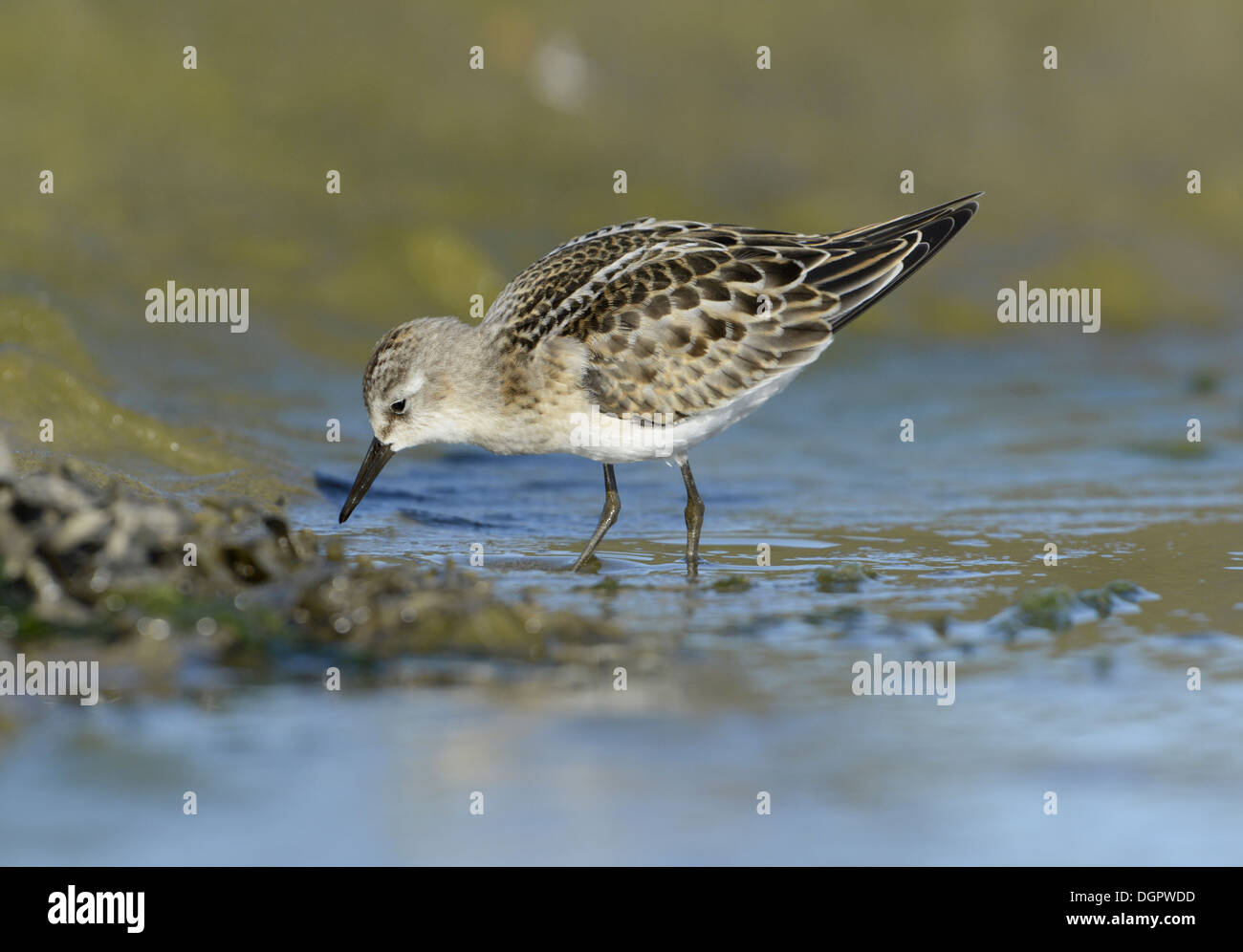 Kleinen Stint Calidris minuta Stockfoto