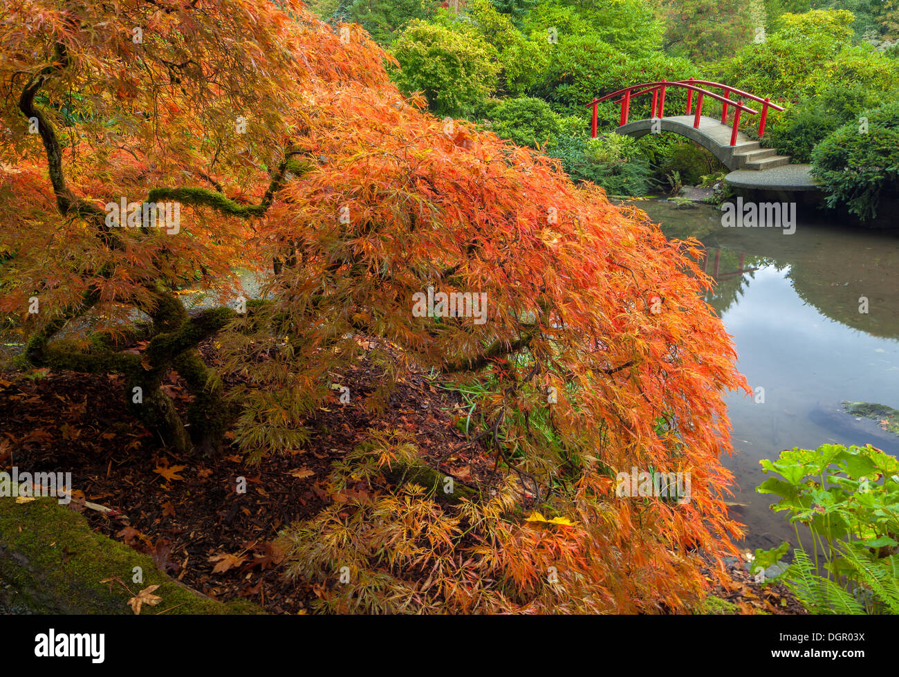 Kubota Garten, Seattle, WA: Lace blätterte japanische Ahorn im Herbst Farbe mit Mond-Brücke im Hintergrund Stockfoto