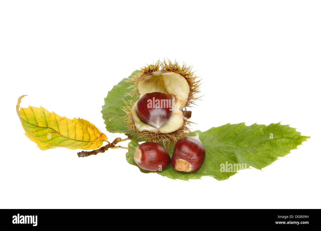 Edelkastanie, Castanea Sativa, Schale von Nüssen und isoliert gegen weiße Blätter Stockfoto