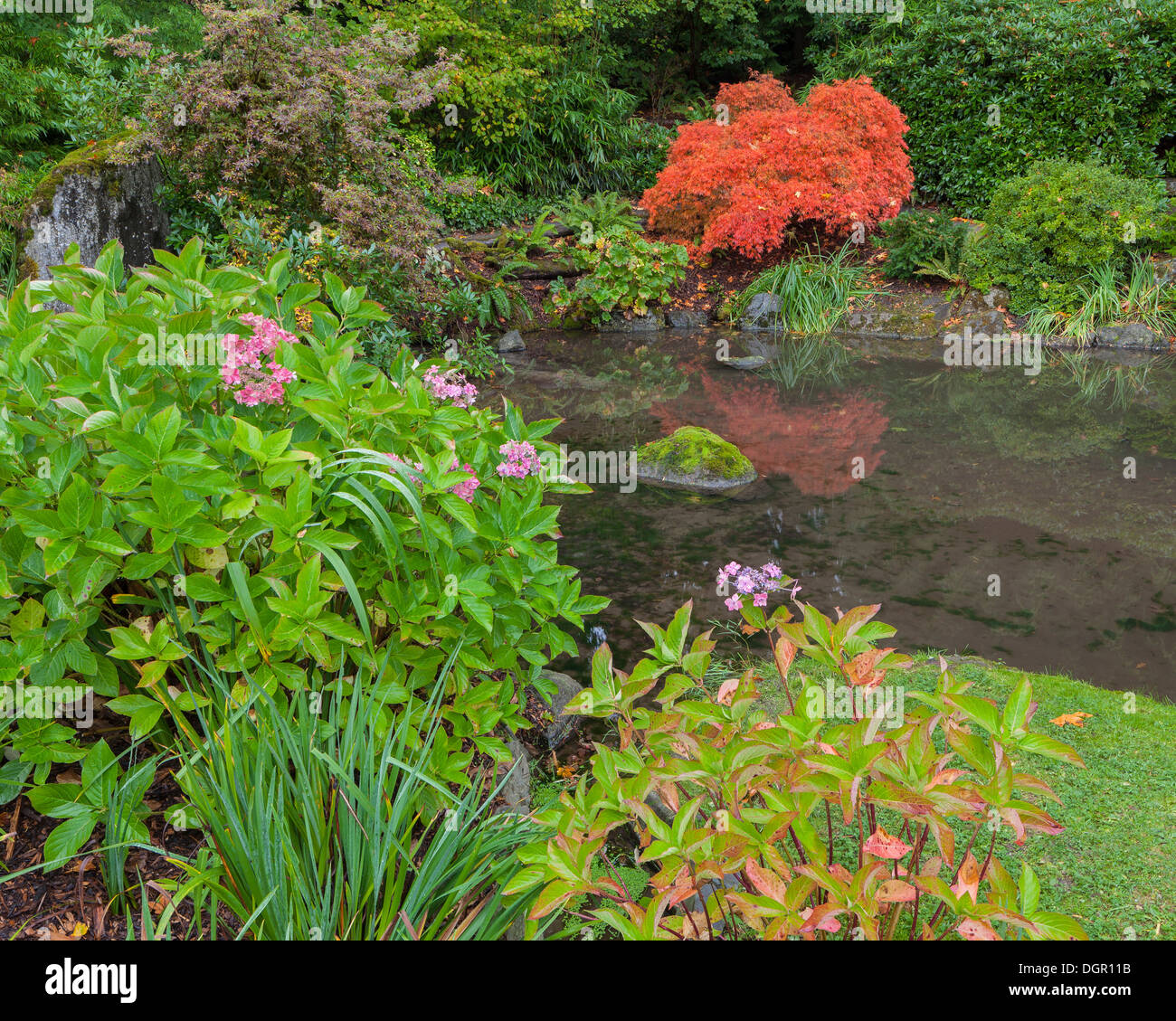 Kubota-Garten, Seattle, WA: Ein kleiner Teich beringt mit Sträuchern wie Hortensien und ein japanischer Ahorn im Herbst Stockfoto