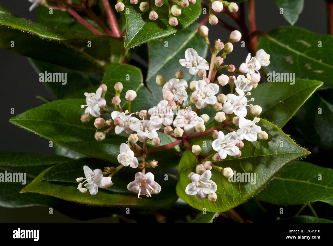 Schmalblättrigen, Viburnum Tinus - immergrüne Winter-Blütenstrauch in Blüte. Garten, Dorset. Stockfoto