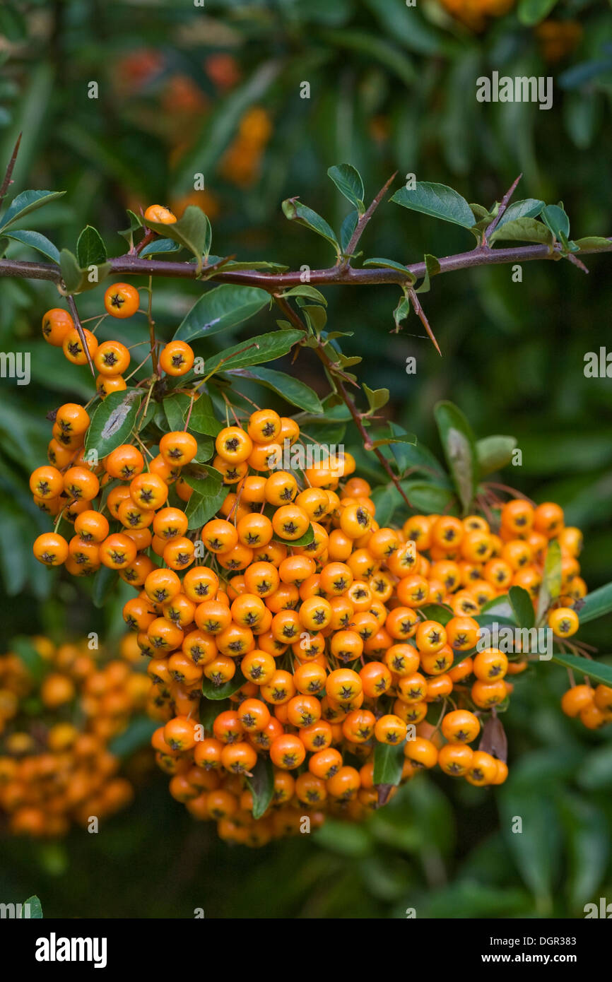 Pyracantha Beeren. Nahaufnahme der Beeren auf dem Feuerdorn Busch. Stockfoto