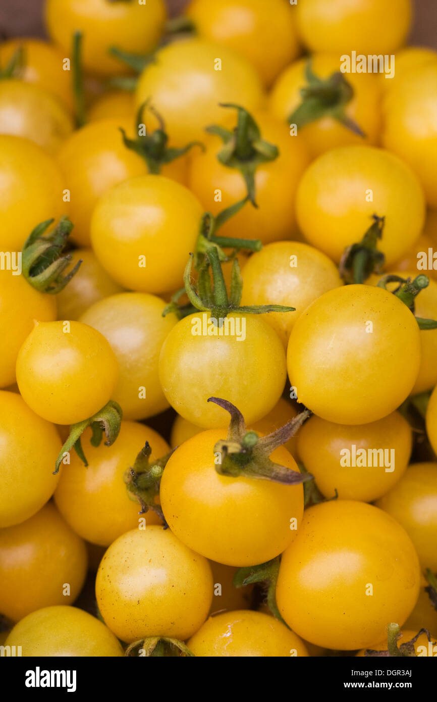 Lycopersicon Esculentum. Gelbe Balconi Tomaten. Stockfoto