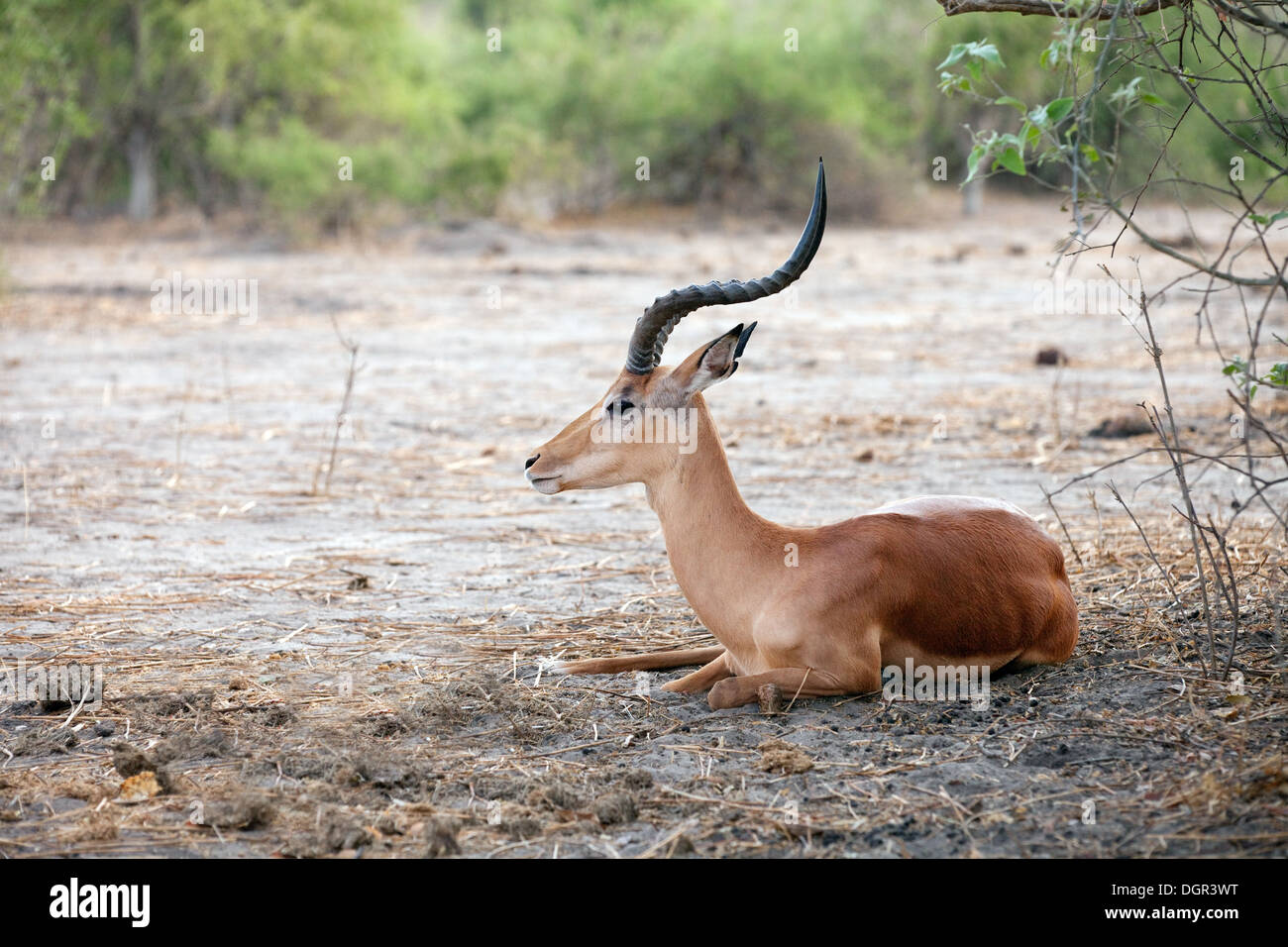 Impala, Männchen, (Aepyceros Melampus), Chobe Nationalpark, Botswana, Afrika Stockfoto
