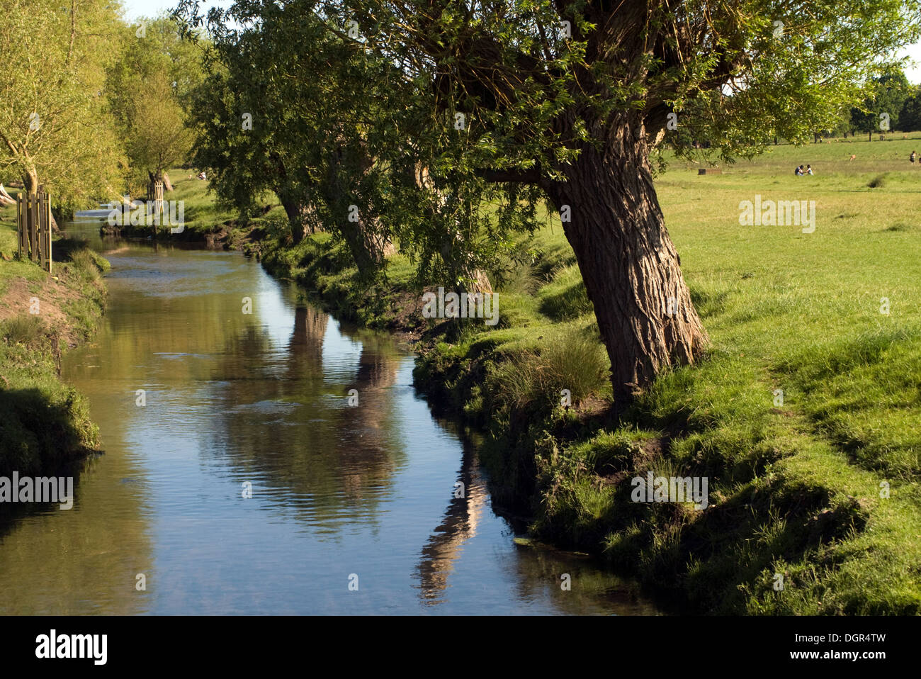 Bäume, Rasen am Ufer Flusses Stockfoto